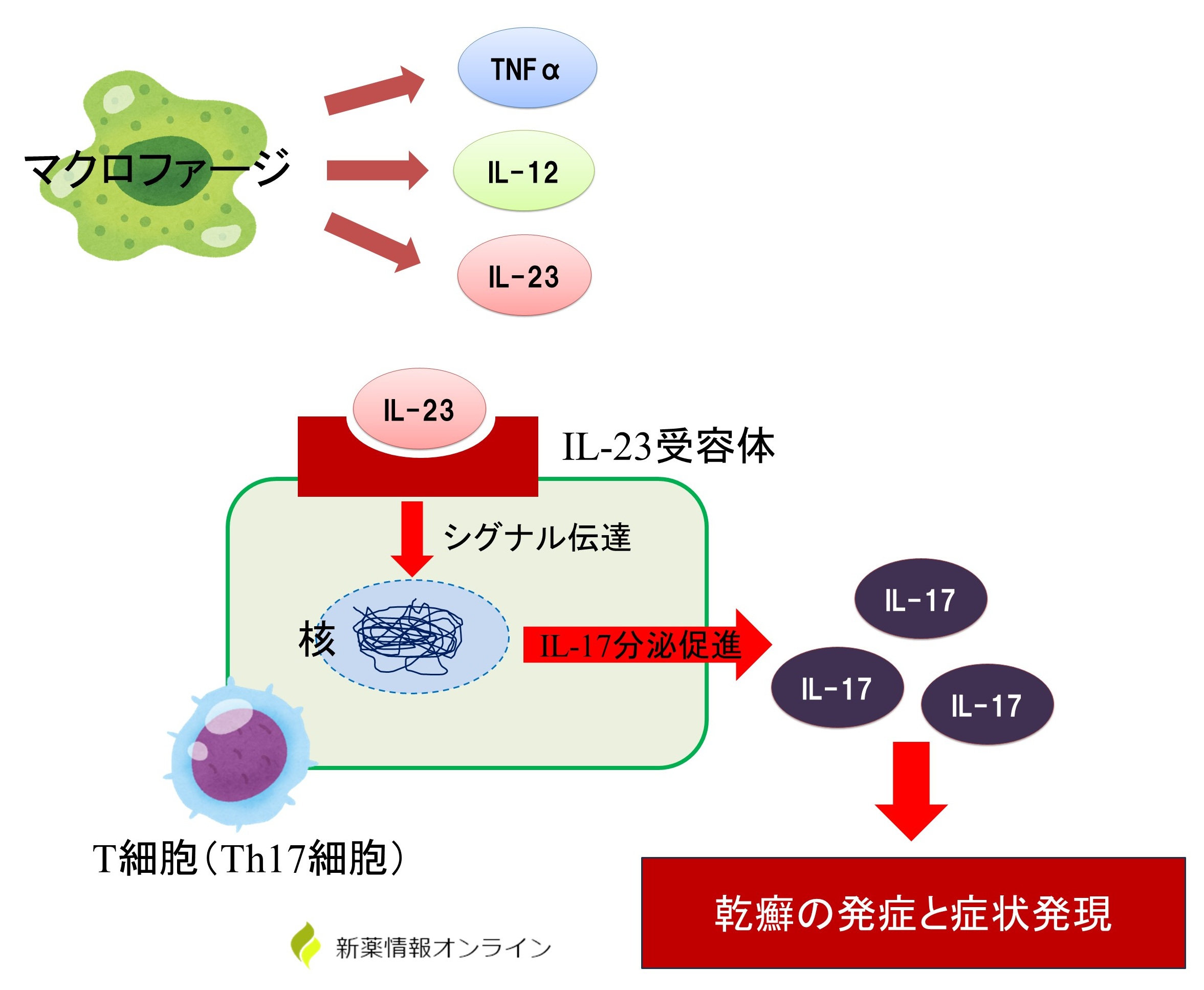 乾癬におけるIL-23/Th17経路:IL-23受容体の活性化による