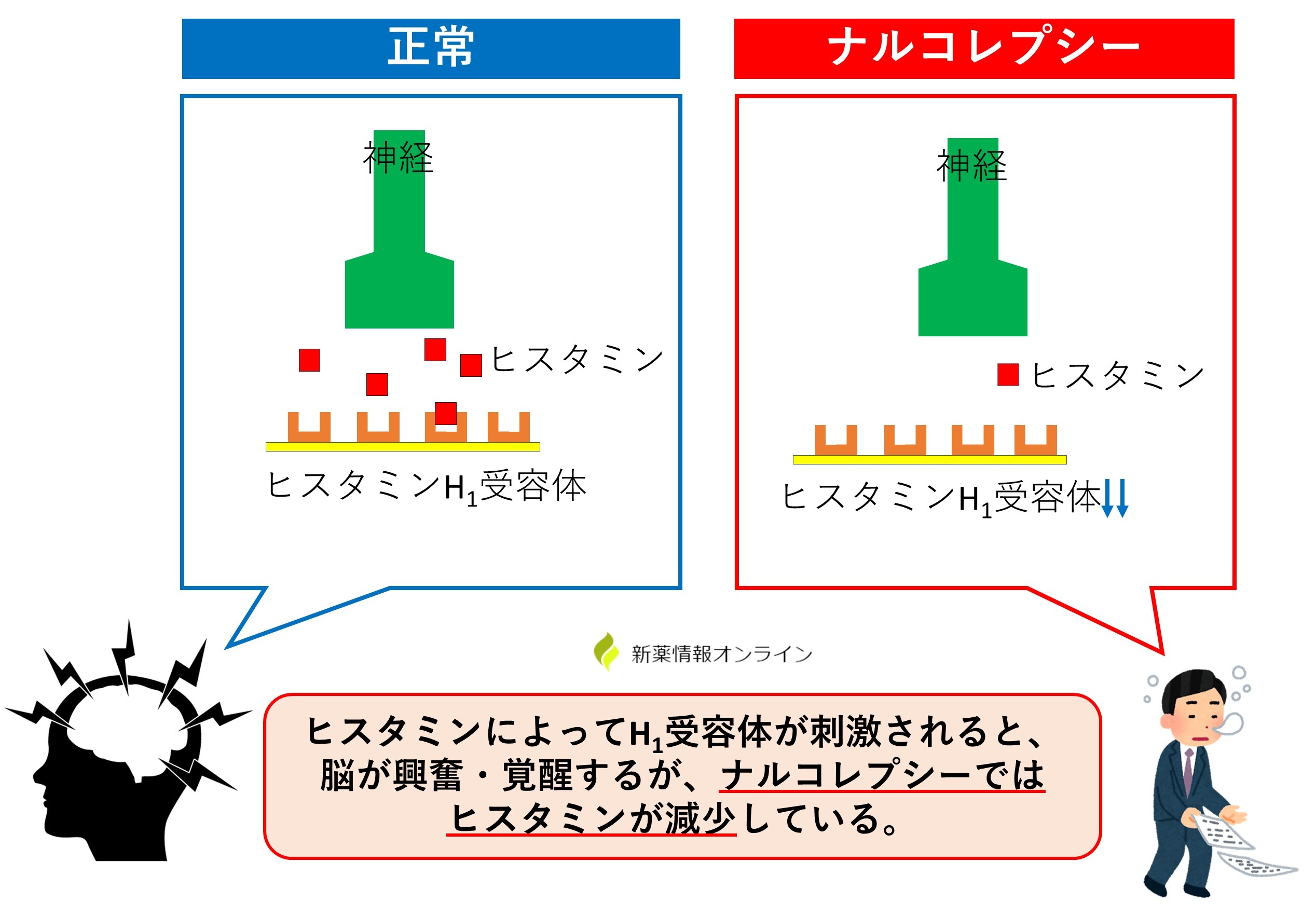 ナルコレプシーにおける脳内ヒスタミンの役割