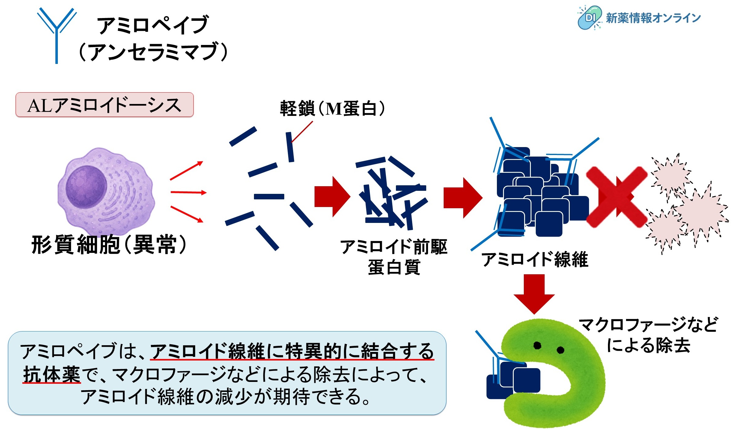 アミロペイブ(アンセラミマブ)の作用機序:抗アミロイド繊維抗体