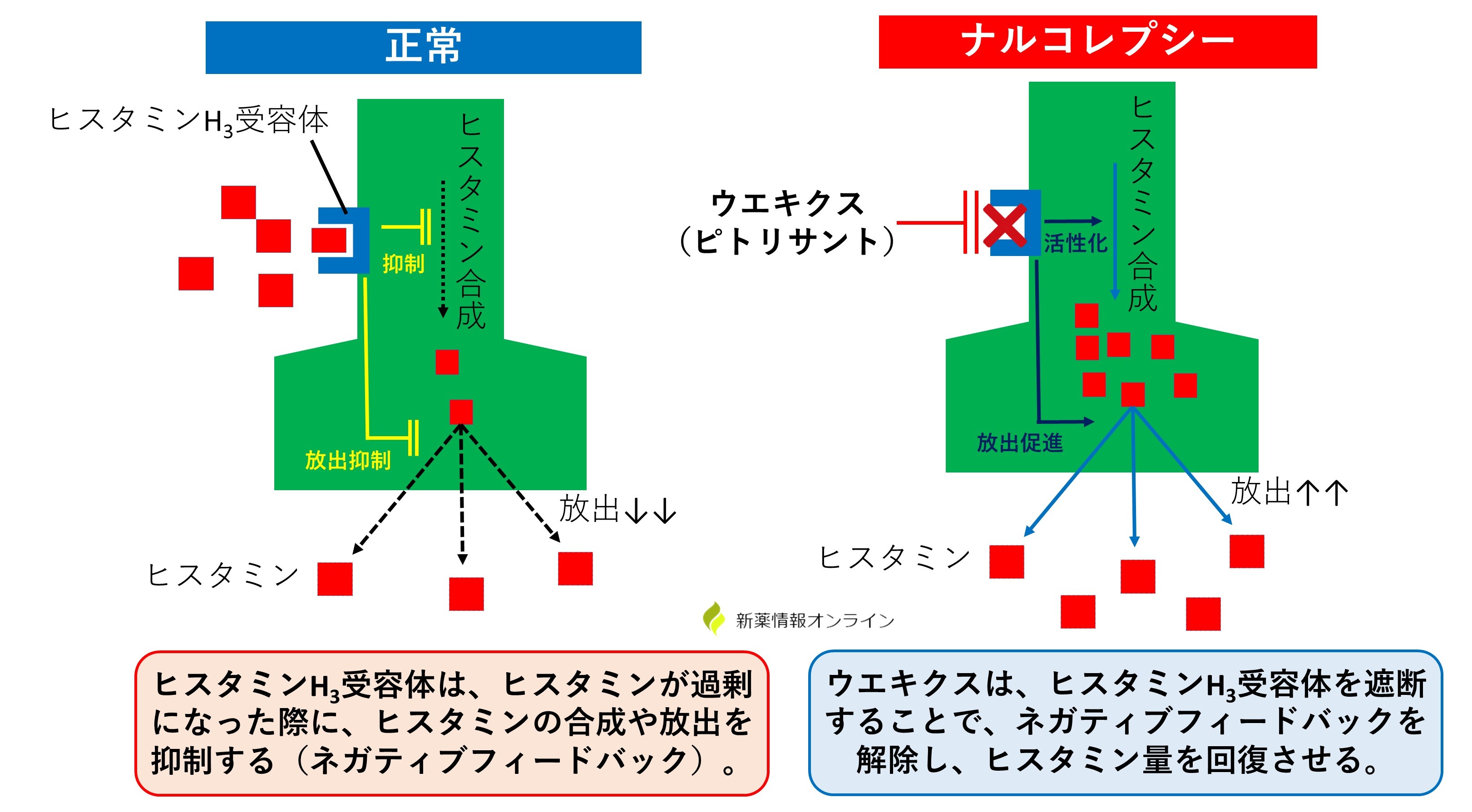 ウエキクス(ピトリサント)の作用機序:ヒスタミンH3受容体拮抗&逆作動作用