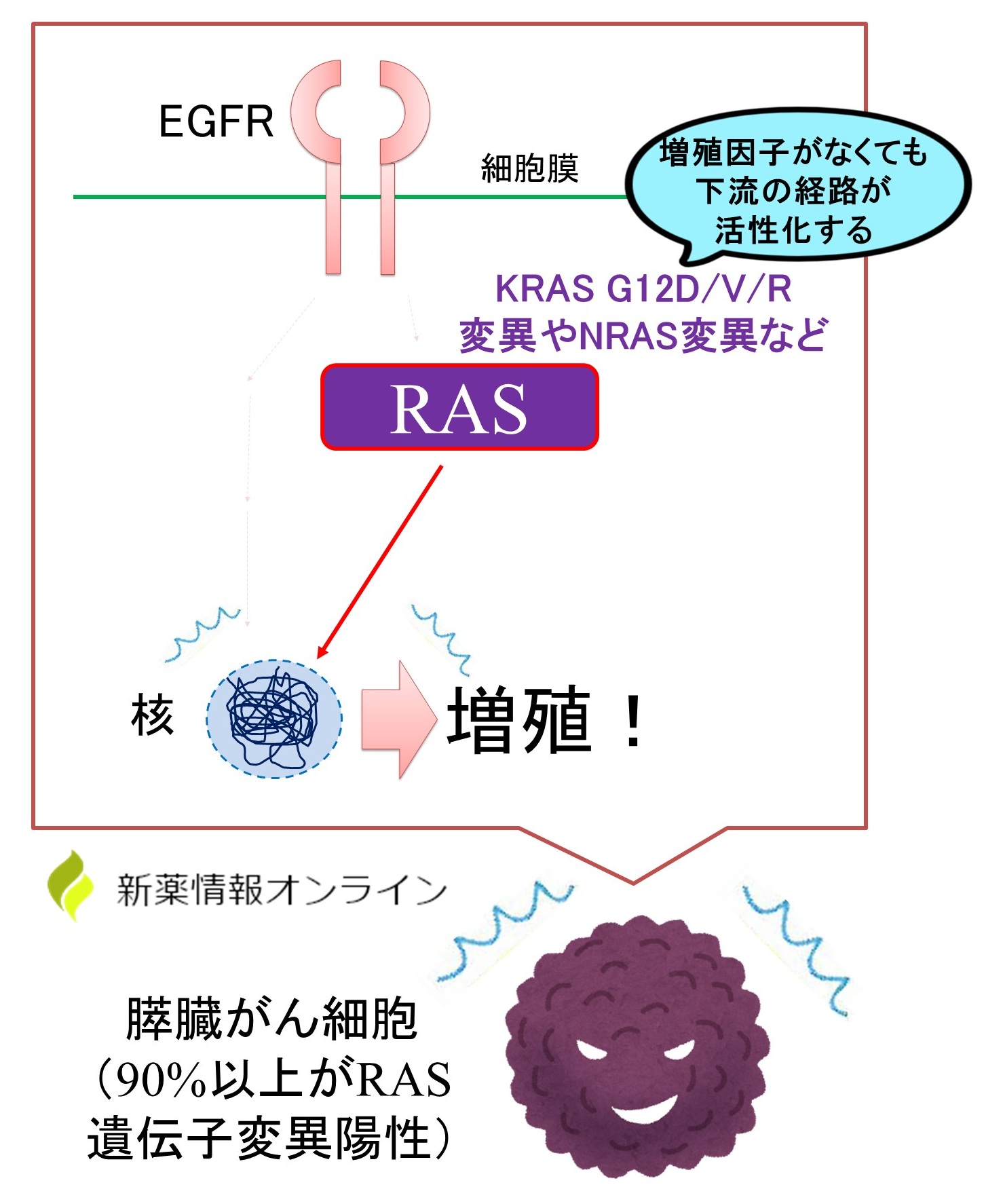 膵臓がんにおけRAS遺伝子変異