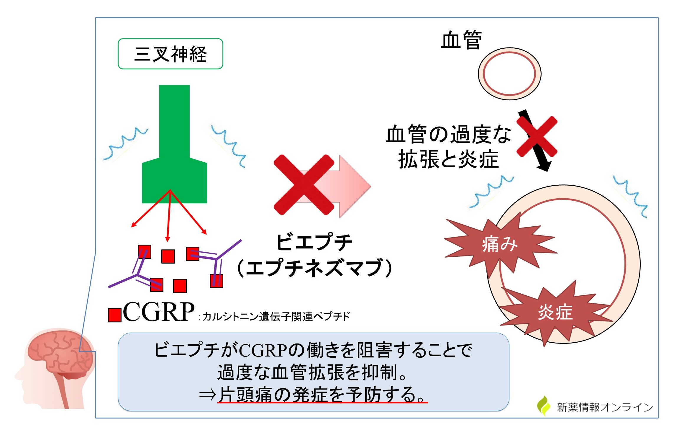 ビエプチ（エプチネズマブ）の作用機序：抗CGRP抗体薬